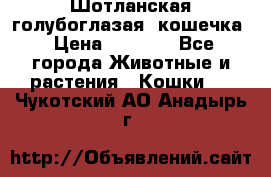 Шотланская голубоглазая  кошечка › Цена ­ 5 000 - Все города Животные и растения » Кошки   . Чукотский АО,Анадырь г.